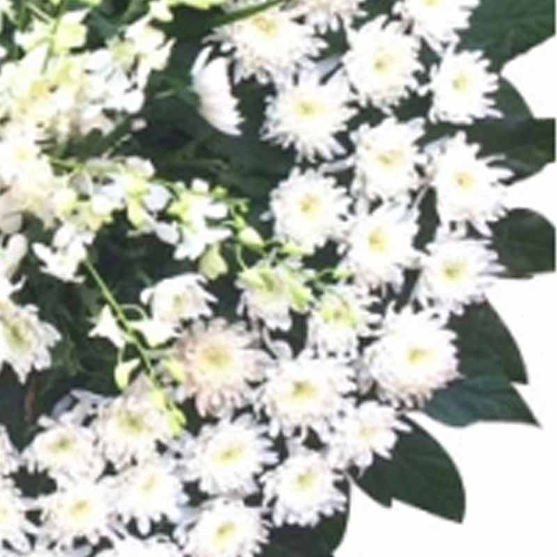 严颜已逝